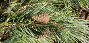 Pine