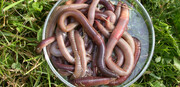 Earthworm (Lumbricus terrestris)