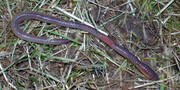 Earthworm (Aporrectodea longa)