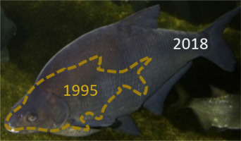 Size evolution of bream from 1995 compared to 2018 Size evolution of bream from 1995 compared to 2018