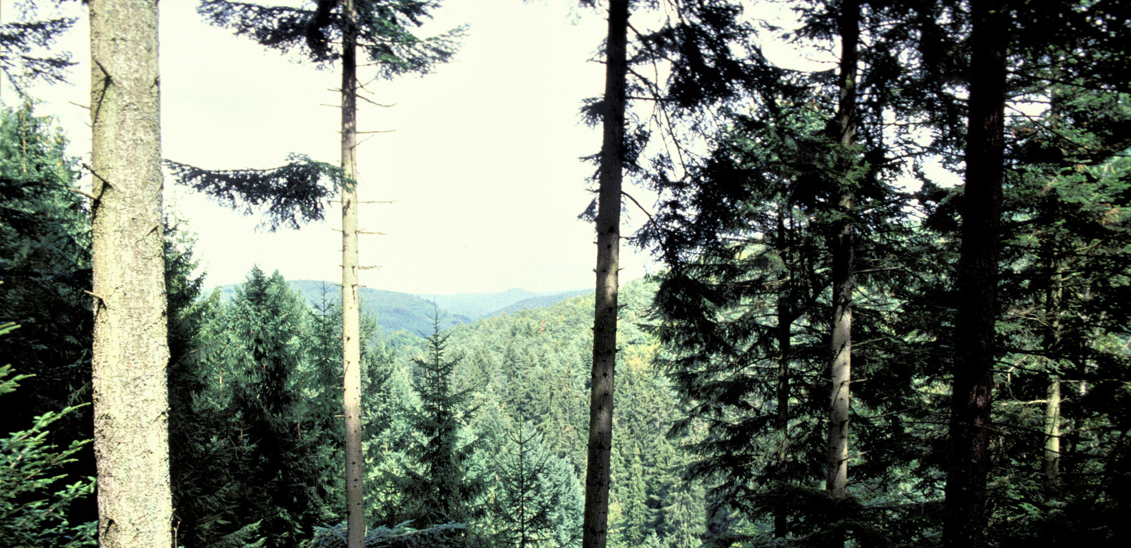 Fichtenbestand Moosbachtal